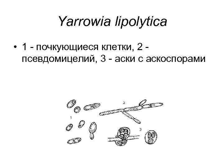 Yarrowia lipolytica • 1 - почкующиеся клетки, 2 - псевдомицелий, 3 - аски с