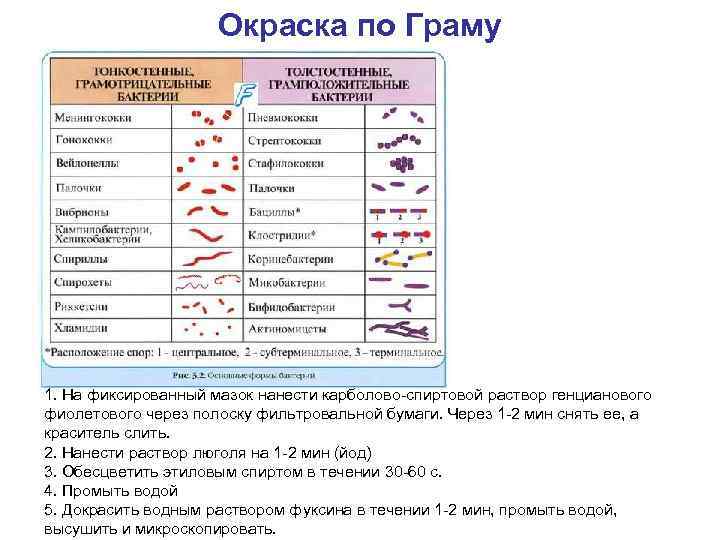 Окраска по Граму 1. На фиксированный мазок нанести карболово-спиртовой раствор генцианового фиолетового через полоску