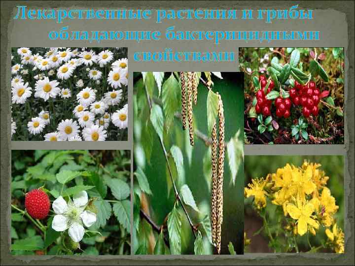 Лекарственные растения и грибы обладающие бактерицидными свойствами 