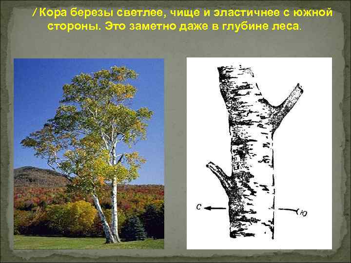 / Кора березы светлее, чище и эластичнее с южной стороны. Это заметно даже в