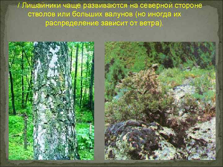 / Лишайники чаще развиваются на северной стороне стволов или больших валунов (но иногда их