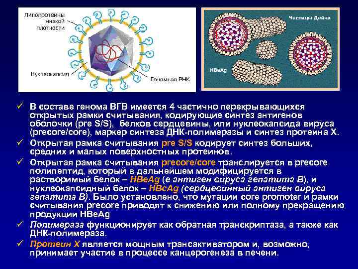 ü В составе генома ВГВ имеется 4 частично перекрывающихся открытых рамки считывания, кодирующие синтез
