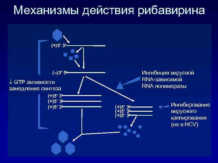 Механизмы действия рибавирина (+)5' 3' Ингибиция вирусной RNA-зависимой RNA полимеразы (–)3' 5' GTP активности