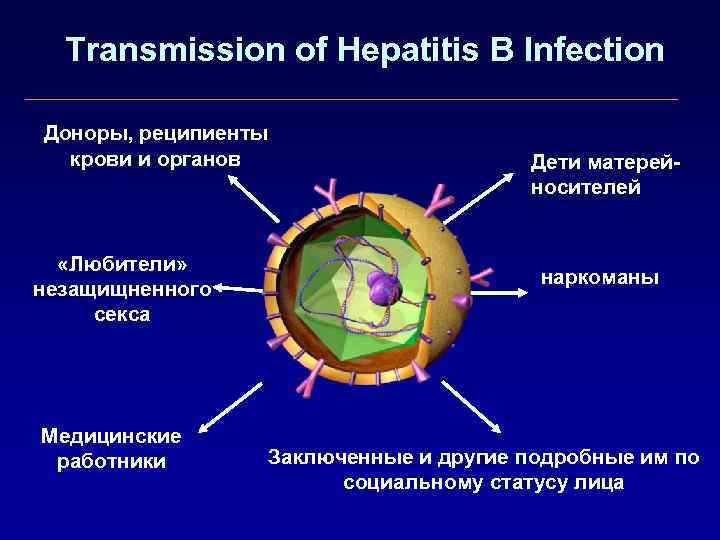 Transmission of Hepatitis B Infection Доноры, реципиенты крови и органов «Любители» незащищненного секса Медицинские