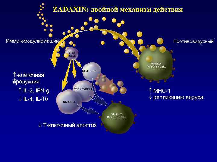 ZADAXIN: двойной механизм действия Иммуномодулирующий Противовирусный STEM CELL VIRALLY INFECTED CELL CD 4+ T-CELL