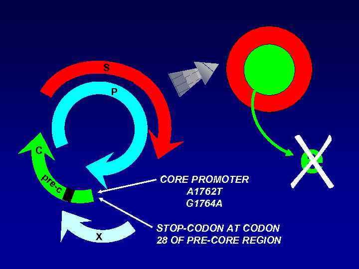 S P C pr CORE PROMOTER A 1762 T G 1764 A e- c