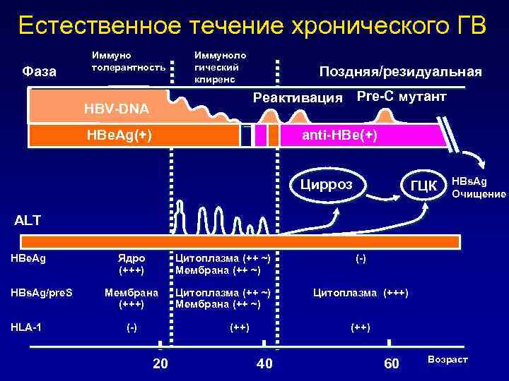 Естественное течение хронического ГВ Фаза Иммуно толерантность Иммуноло гический клиренс Поздняя/резидуальная Реактивация Pre-C мутант