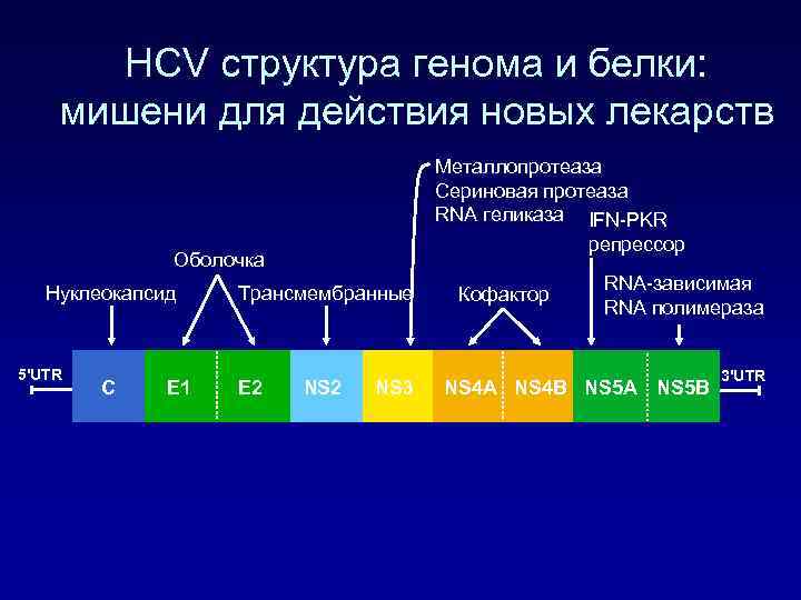 HCV структура генома и белки: мишени для действия новых лекарств Металлопротеаза Сериновая протеаза RNA