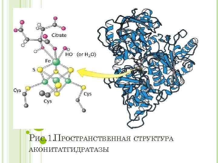 РИС. 1. ПРОСТРАНСТВЕННАЯ СТРУКТУРА АКОНИТАТГИДРАТАЗЫ 