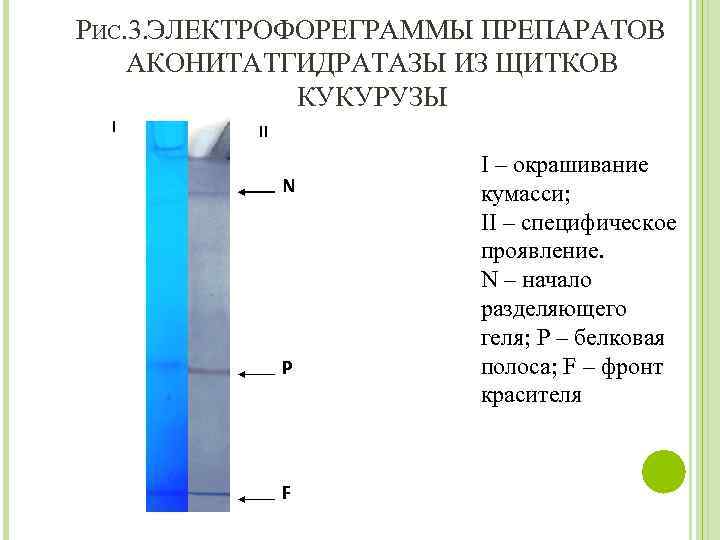 РИС. 3. ЭЛЕКТРОФОРЕГРАММЫ ПРЕПАРАТОВ АКОНИТАТГИДРАТАЗЫ ИЗ ЩИТКОВ КУКУРУЗЫ I II N P F I