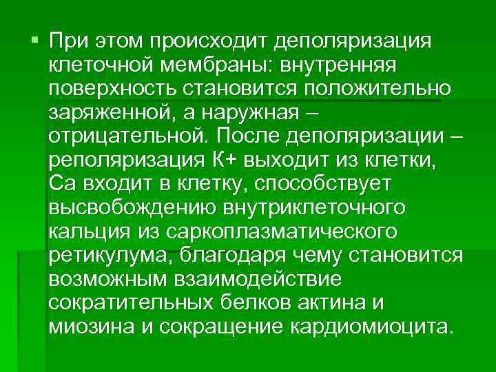 § При этом происходит деполяризация клеточной мембраны: внутренняя поверхность становится положительно заряженной, а наружная