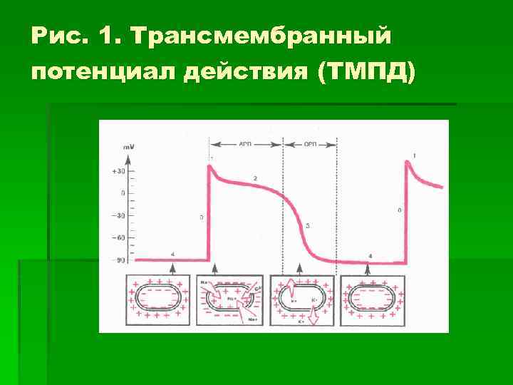 Рис. 1. Трансмембранный потенциал действия (ТМПД) 