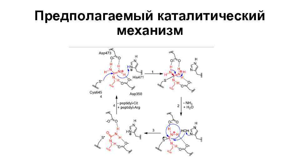 Предполагаемый каталитический механизм 