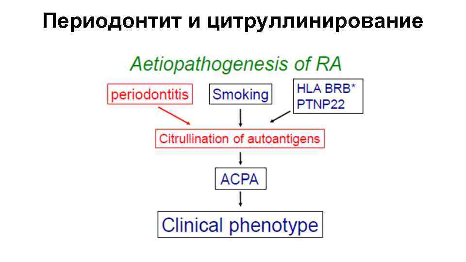 Периодонтит и цитруллинирование 