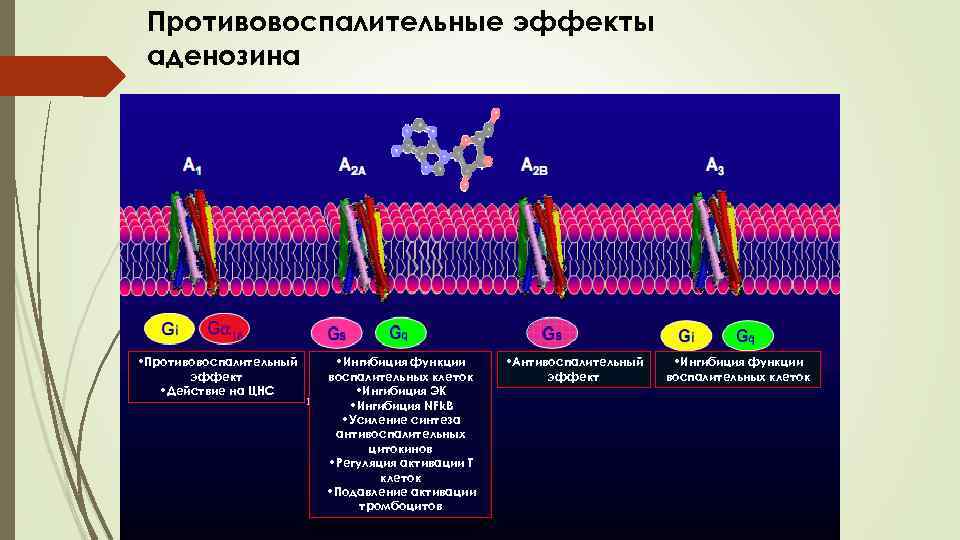 Противовоспалительные эффекты аденозина • Противовоспалительный эффект • Действие на ЦНС • Ингибиция функции воспалительных