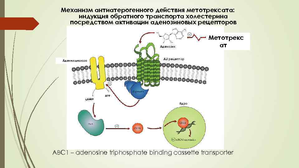 Механизм антиатерогенного действия метотрексата: индукция обратного транспорта холестерина посредством активации аденозиновых рецепторов Метотрекс ат