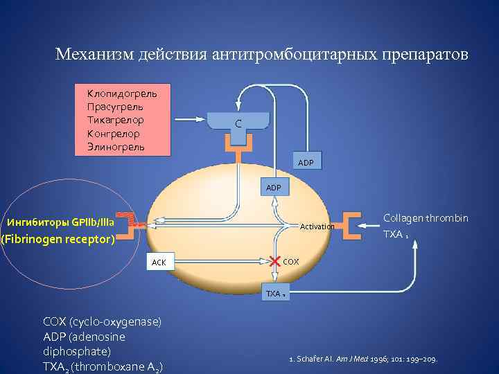 Механизм действия антитромбоцитарных препаратов Клопидогрель Прасугрель Тикагрелор Конгрелор Элиногрель C ADP Ингибиторы GPllb/llla Activation