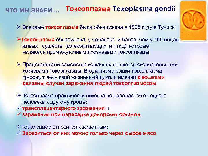 ЧТО МЫ ЗНАЕМ. . . Токсоплазма Toxoplasma gondii Ø Впервые токсоплазма была обнаружена в