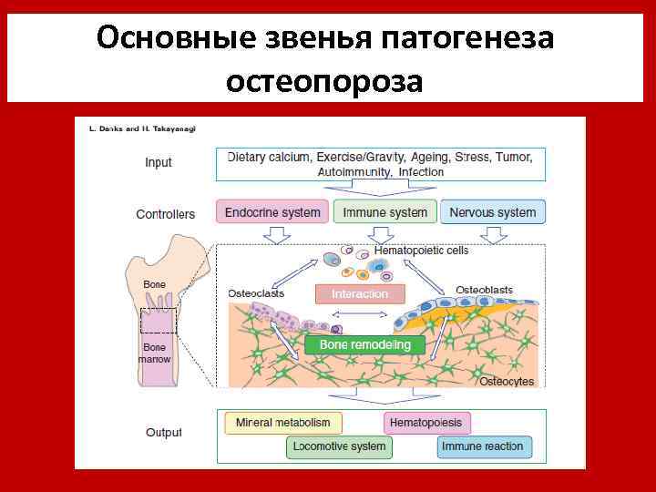 Основные звенья патогенеза остеопороза 