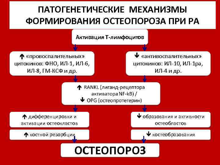 ПАТОГЕНЕТИЧЕСКИЕ МЕХАНИЗМЫ ФОРМИРОВАНИЯ ОСТЕОПОРОЗА ПРИ РА Активация Т-лимфоцитов «провоспалительных» цитокинов: ФНО, ИЛ-1, ИЛ-6, ИЛ-8,