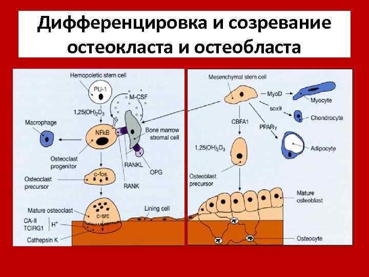 Дифференцировка и созревание остеокласта и остеобласта 