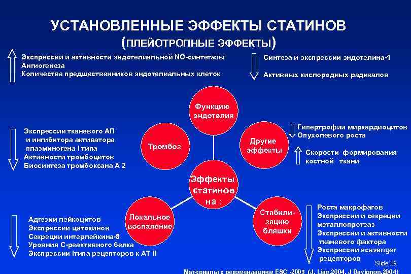 УСТАНОВЛЕННЫЕ ЭФФЕКТЫ СТАТИНОВ (ПЛЕЙОТРОПНЫЕ ЭФФЕКТЫ) Экспрессии и активности эндотелиальной NO-синтетазы Ангиогенеза Количества предшественников эндотелиальных