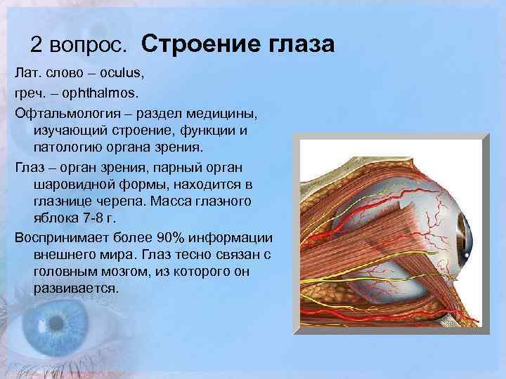 2 вопрос. Строение глаза Лат. слово – оculus, греч. – ophthalmos. Офтальмология – раздел