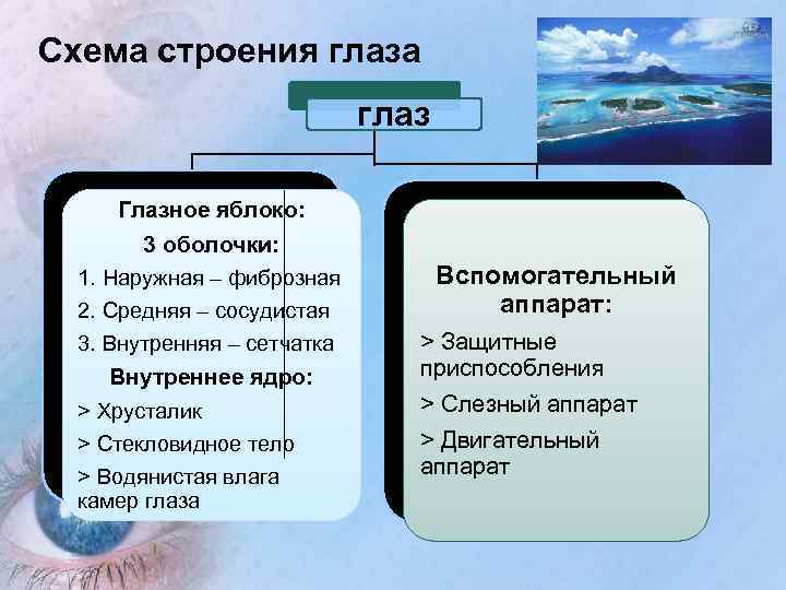 Схема строения глаза глаз Глазное яблоко: 3 оболочки: 1. Наружная – фиброзная 2. Средняя