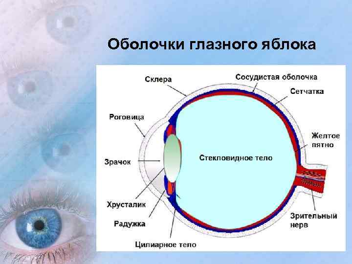 Оболочки глазного яблока 