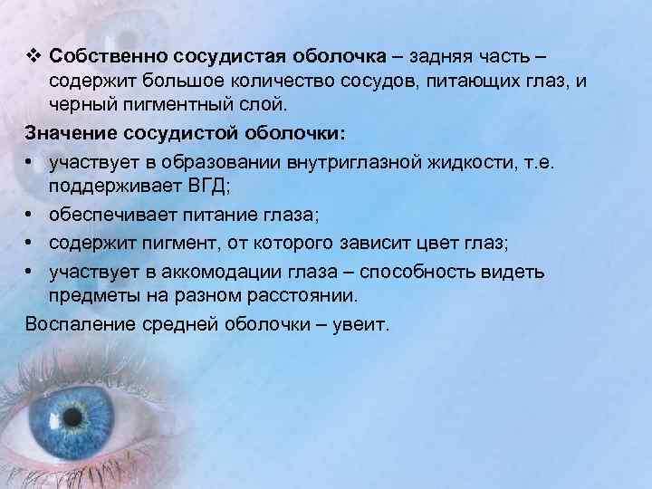 v Собственно сосудистая оболочка – задняя часть – содержит большое количество сосудов, питающих глаз,