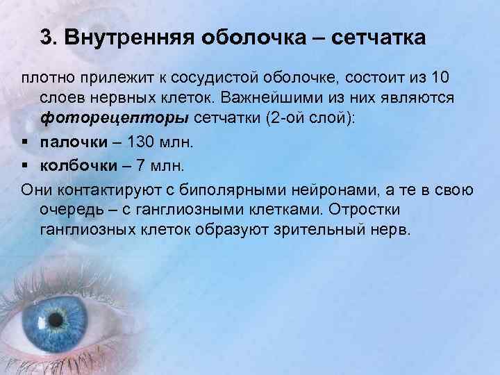 3. Внутренняя оболочка – сетчатка плотно прилежит к сосудистой оболочке, состоит из 10 слоев