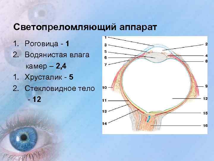 Светопреломляющий аппарат 1. Роговица - 1 2. Водянистая влага камер – 2, 4 1.