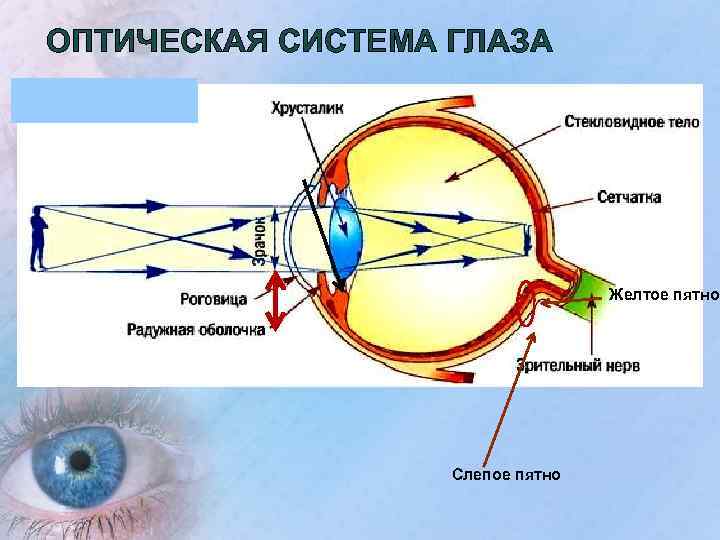 ОПТИЧЕСКАЯ СИСТЕМА ГЛАЗА Желтое пятно Слепое пятно 