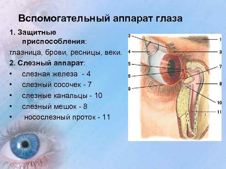 Вспомогательный аппарат глаза 1. Защитные приспособления: глазница, брови, ресницы, веки. 2. Слезный аппарат: •