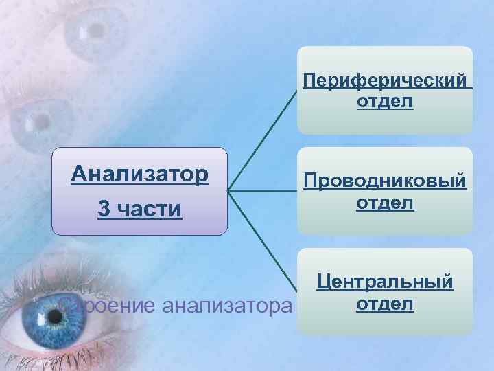  Периферический отдел Анализатор 3 части Строение анализатора Проводниковый отдел Центральный отдел 