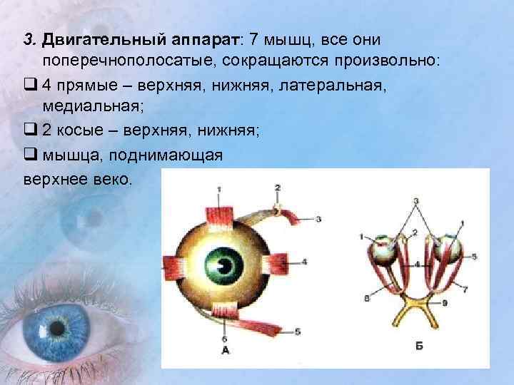 3. Двигательный аппарат: 7 мышц, все они поперечнополосатые, сокращаются произвольно: q 4 прямые –