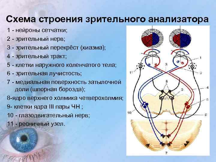 Схема строения зрительного анализатора 1 - нейроны сетчатки; 2 - зрительный нерв; 3 -