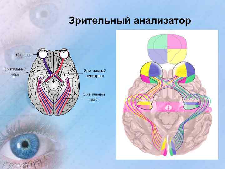 Зрительный анализатор 