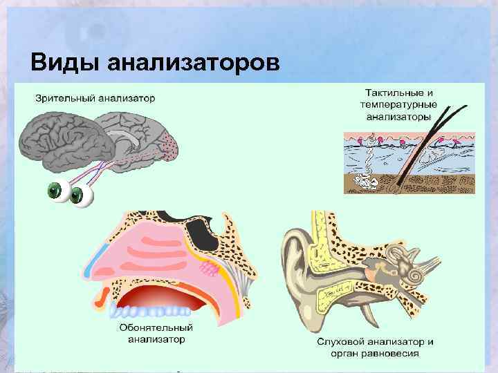 Виды анализаторов 