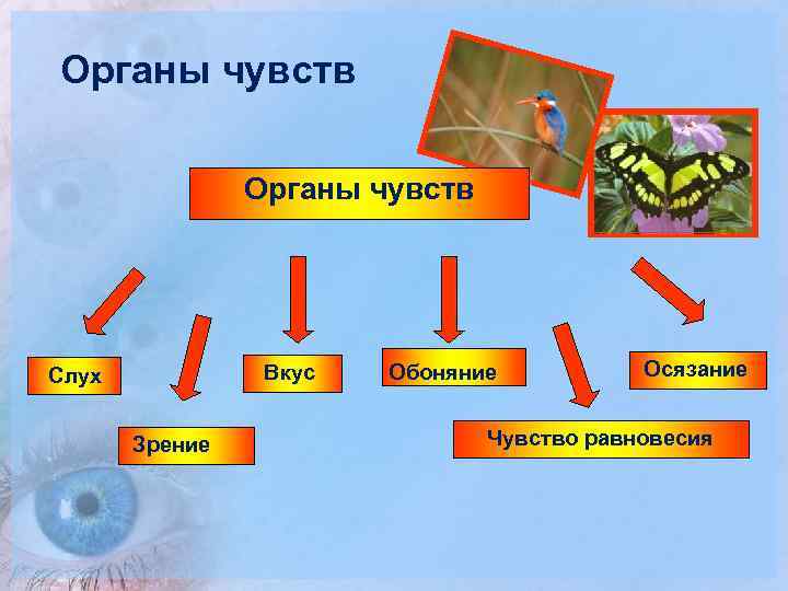 Органы чувств Вкус Слух Зрение Обоняние Осязание Чувство равновесия 