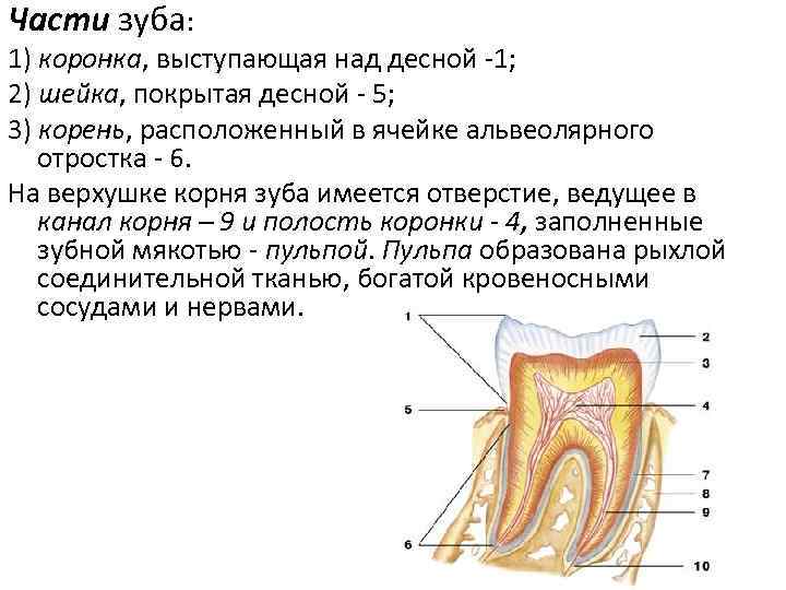 Верхушка корня. Части зуба. Часть зуба выступающая над Десной. Часть зуба находящаяся в Десне.