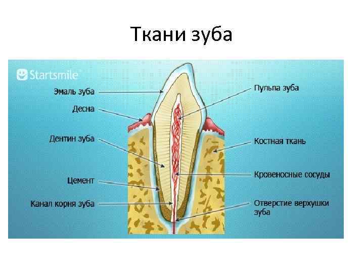 Фото носоглотки человека в разрезе