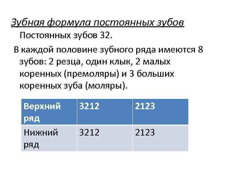 Зубная формула постоянных зубов Постоянных зубов 32. В каждой половине зубного ряда имеются 8
