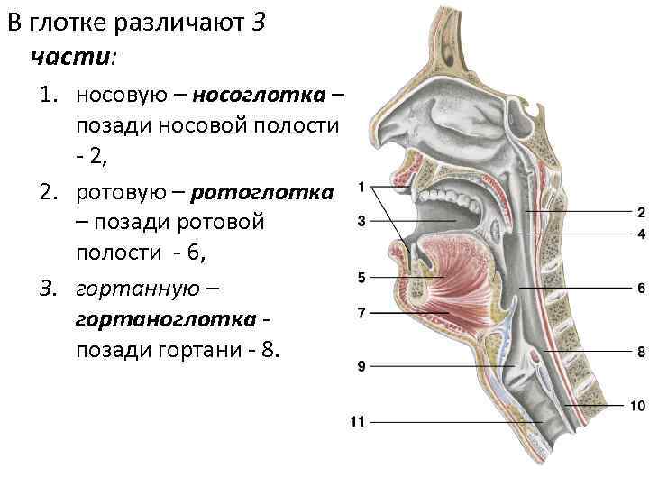 Строение пищевода человека фото с описанием гортани