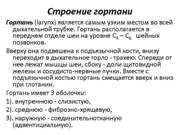 Строение гортани Гортань (larynx) является самым узким местом во всей дыхательной трубке. Гортань располагается