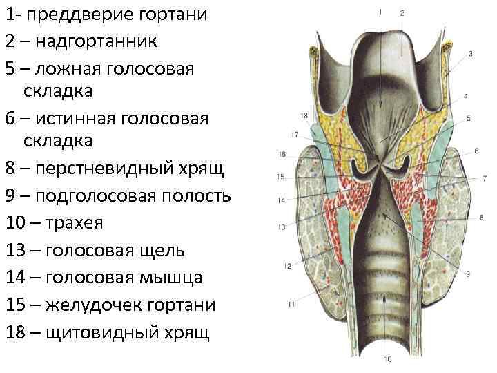 1 преддверие гортани 2 – надгортанник 5 – ложная голосовая складка 6 – истинная