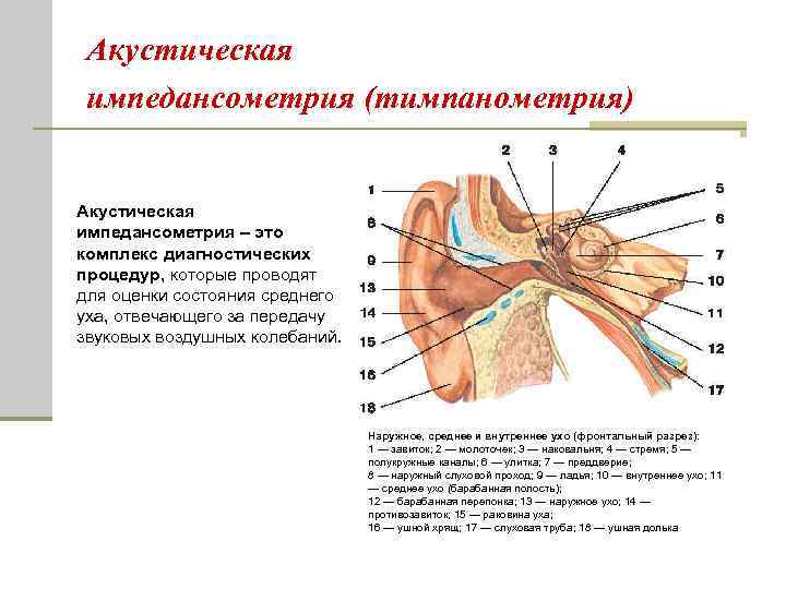 Акустическая импедансометрия (тимпанометрия) Акустическая импедансометрия – это комплекс диагностических процедур, которые проводят для оценки