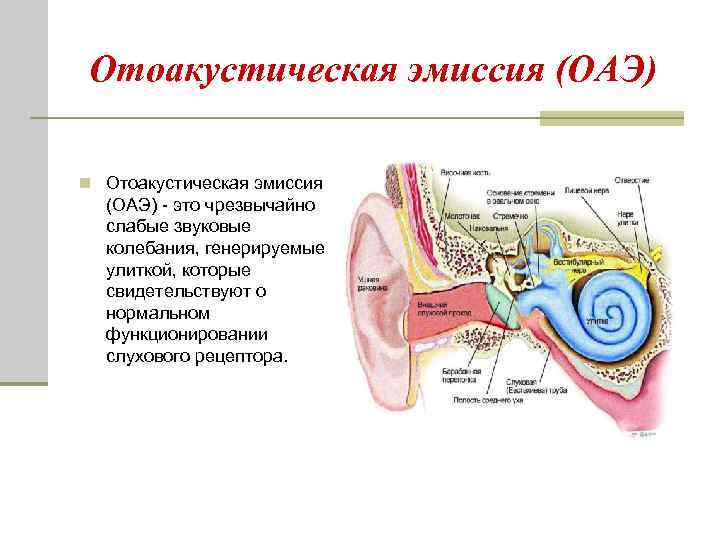  Отоакустическая эмиссия (ОАЭ) n Отоакустическая эмиссия (ОАЭ) - это чрезвычайно слабые звуковые колебания,