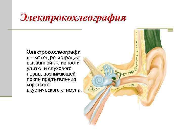 Электрокохлеография Электрокохлеографи я - метод регистрации вызванной активности улитки и слухового нерва, возникающей после