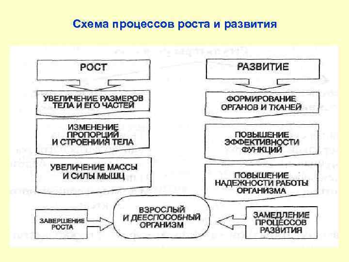 Схема процессов роста и развития 